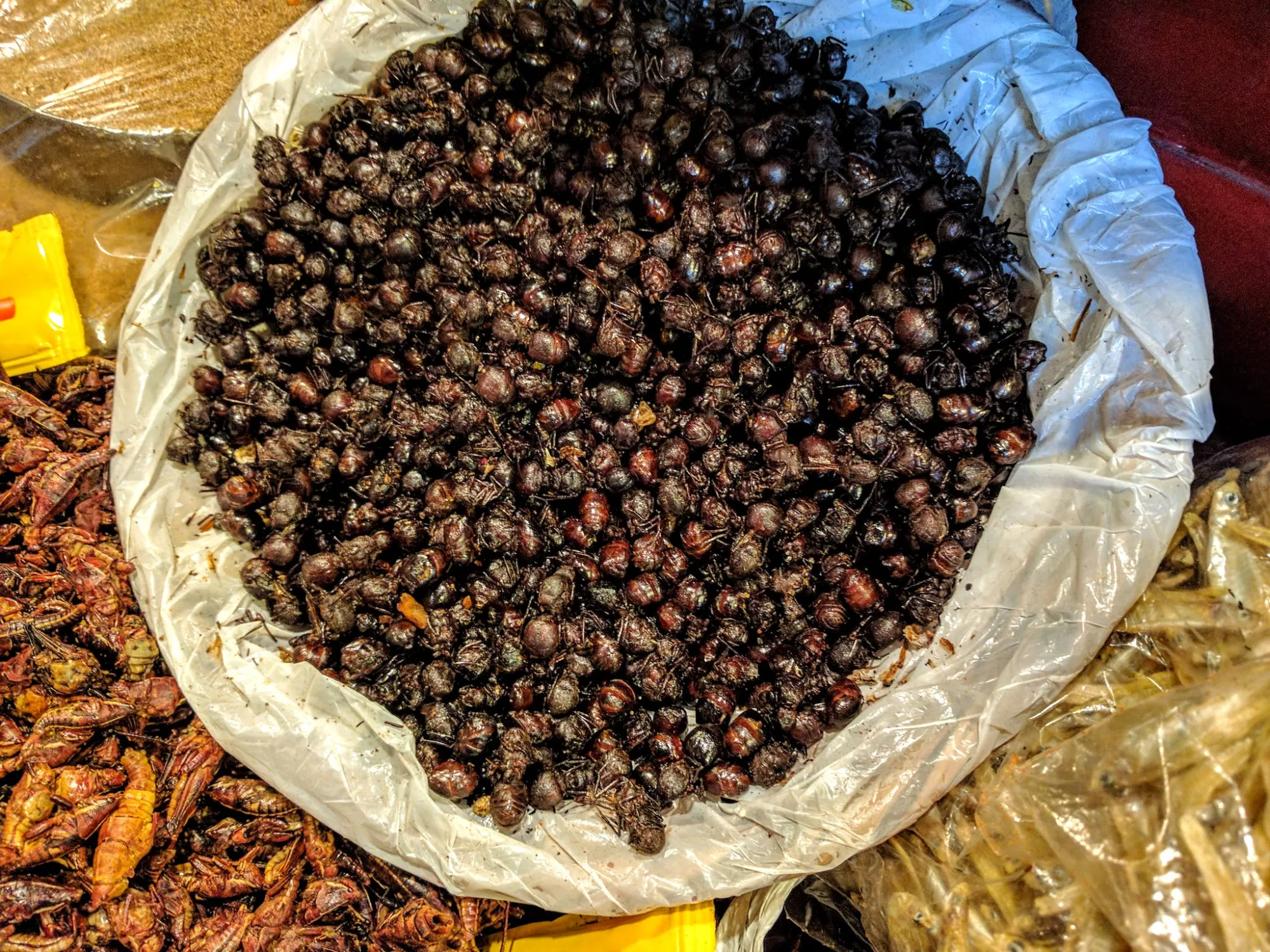 Eating Chicatanas in Oaxaca a plastic bag full of chicatanas