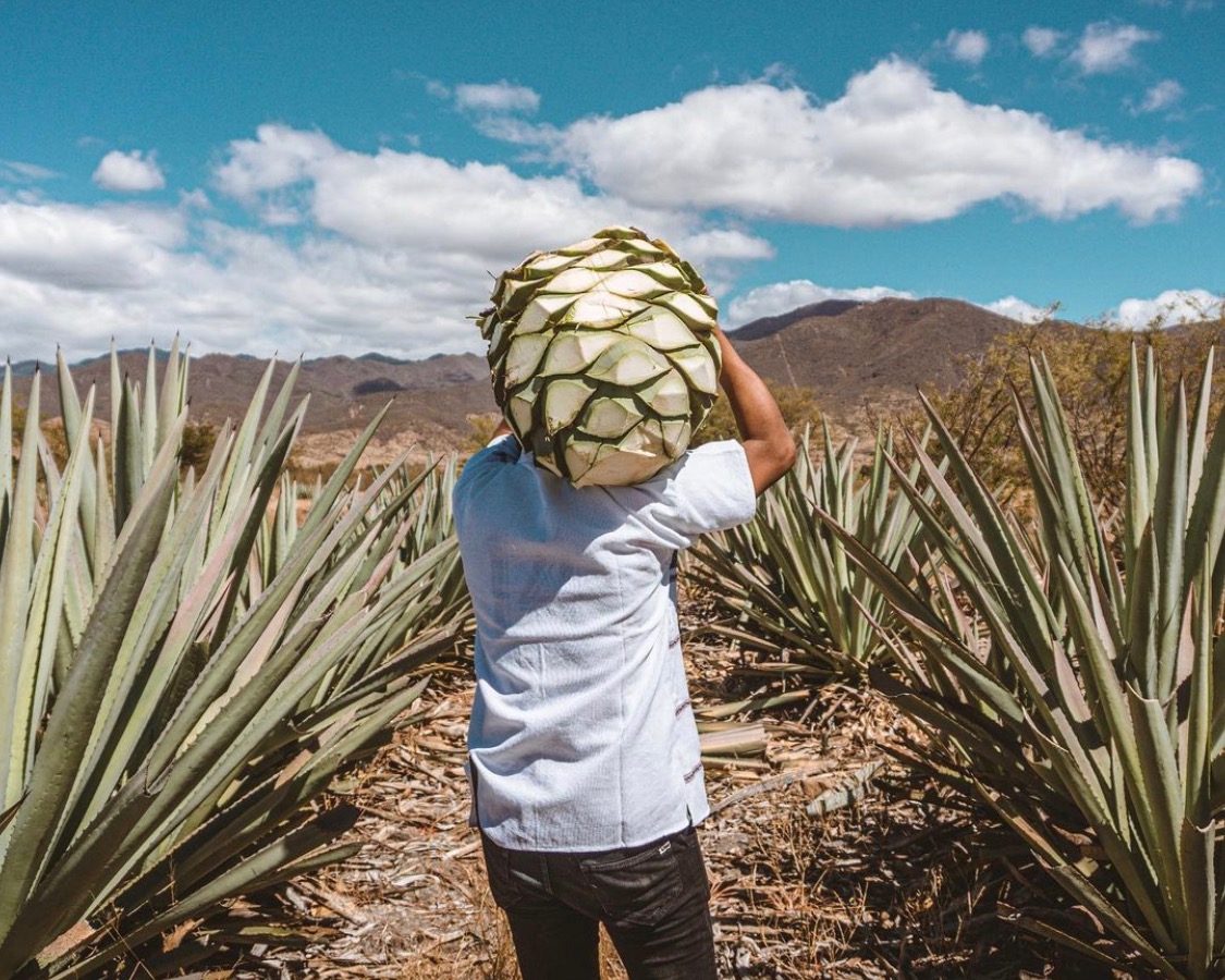 Oaxaca Facts Mezcal